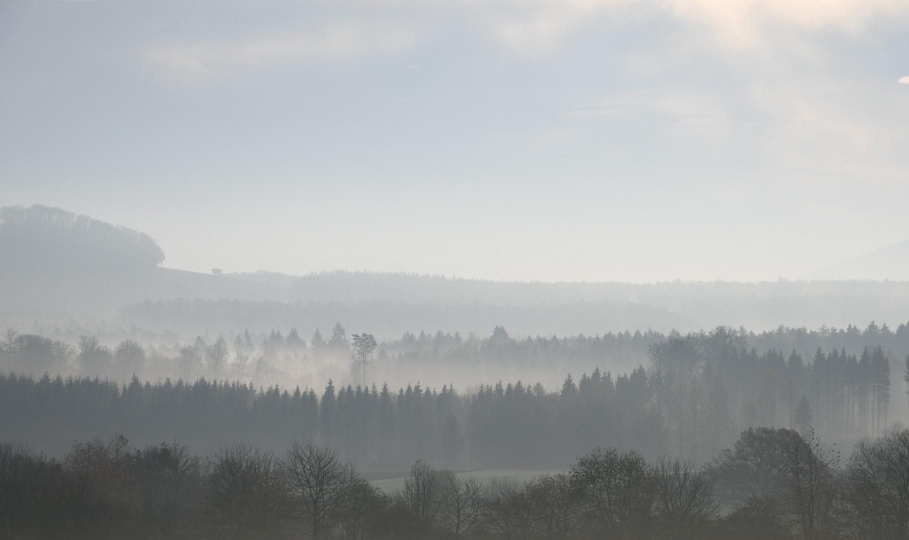 Frühnebel