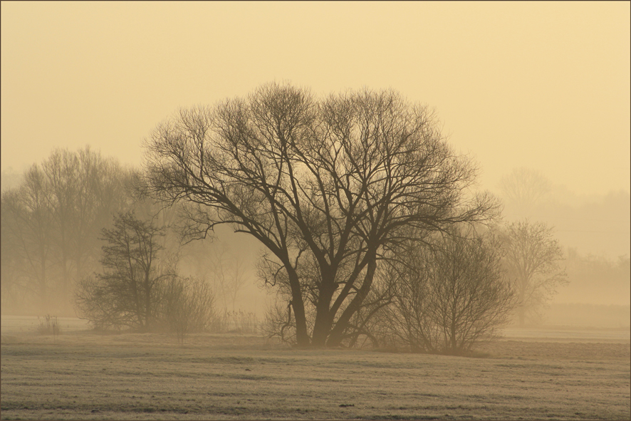 Frühnebel