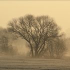 Frühnebel