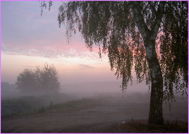 Frühnebel am Bach