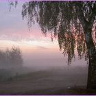 Frühnebel am Bach