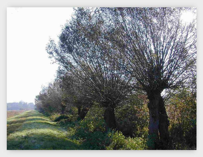 Frühnebel am  Dümmer