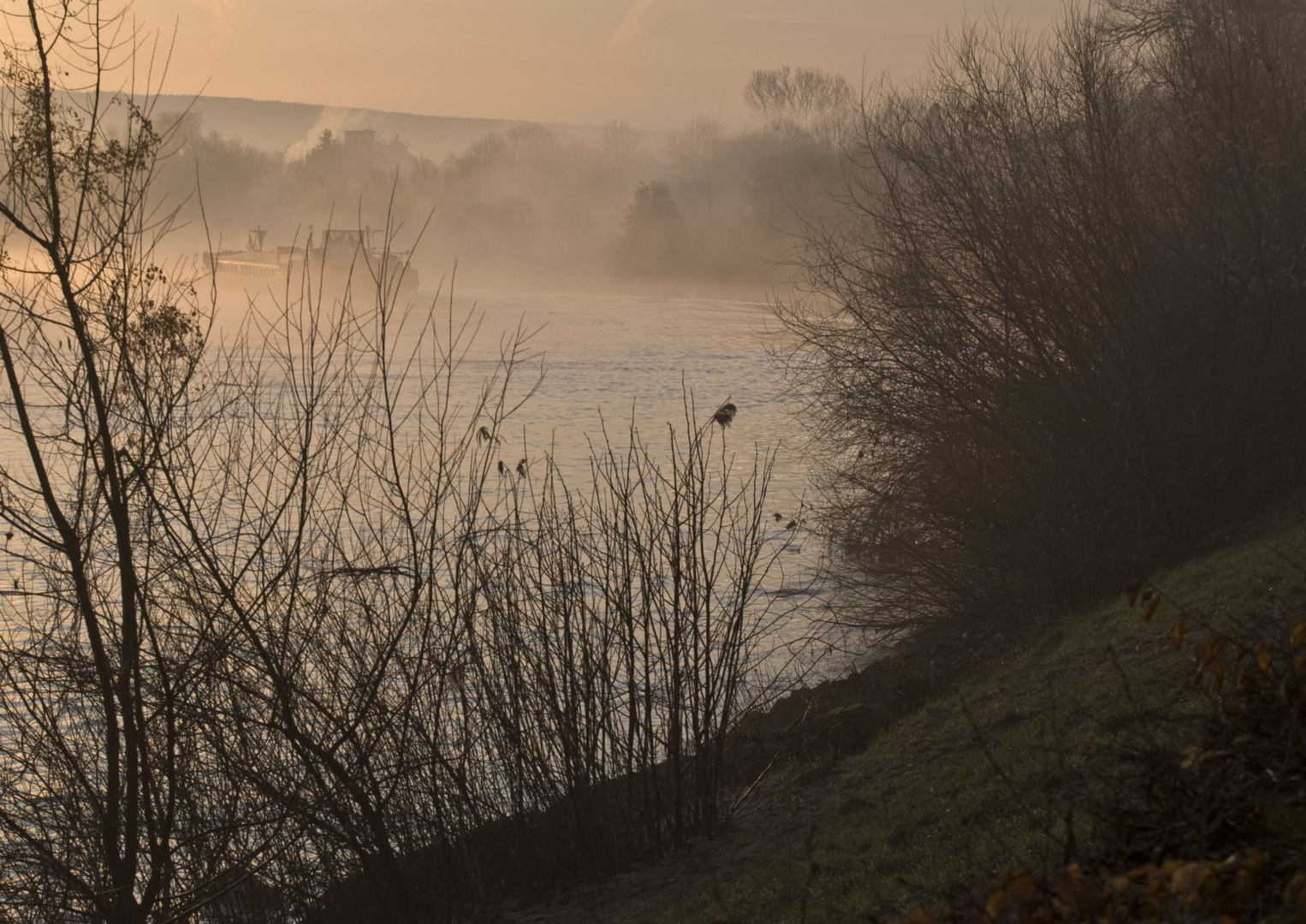 frühnebel am main