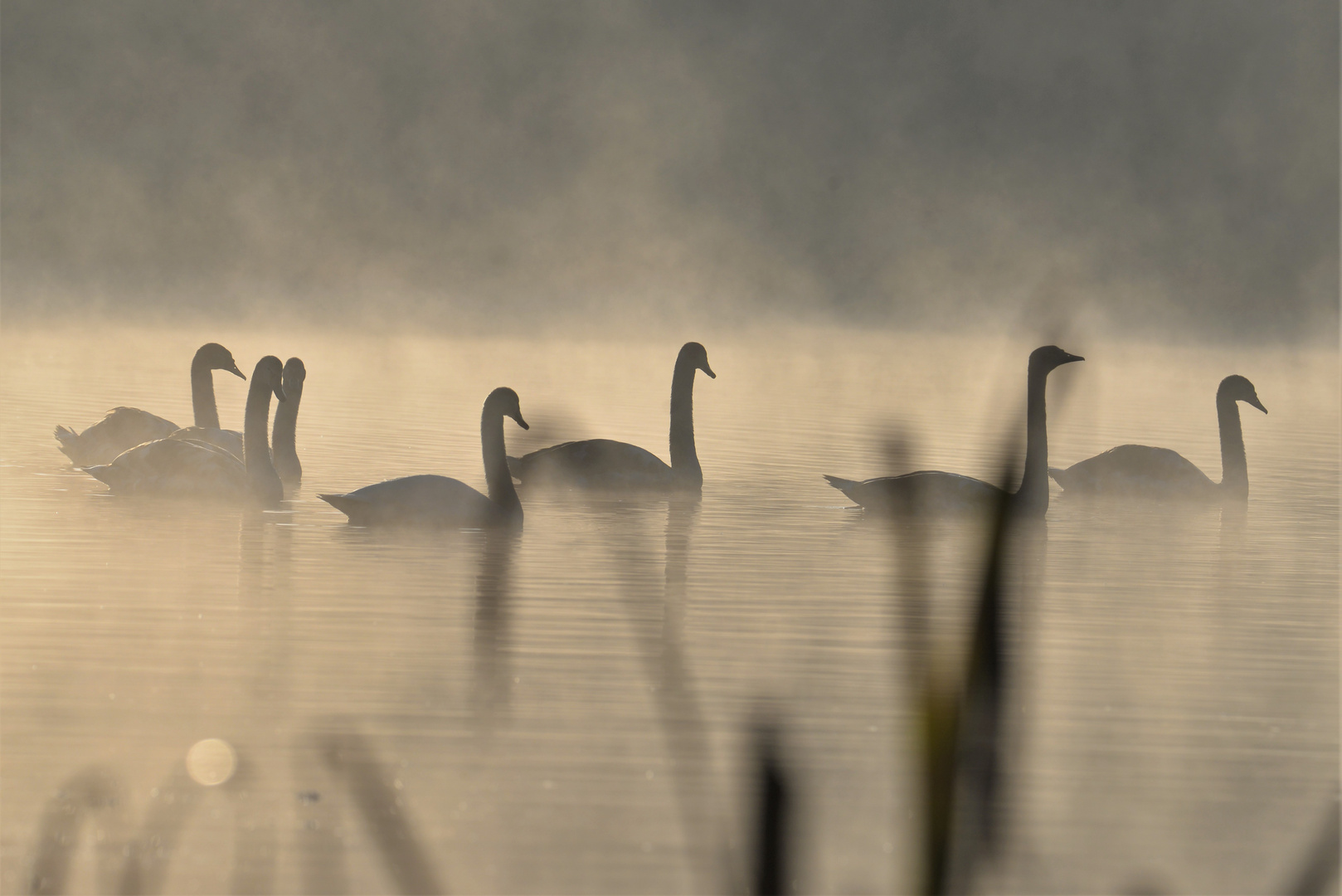 Frühnebel am See