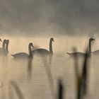 Frühnebel am See