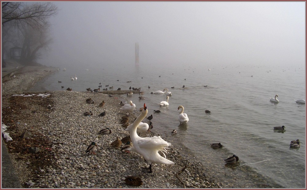 ~~ Frühnebel am See ~~