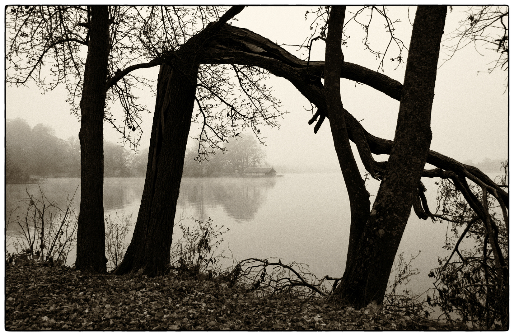 Frühnebel am See