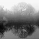 Frühnebel am Teich