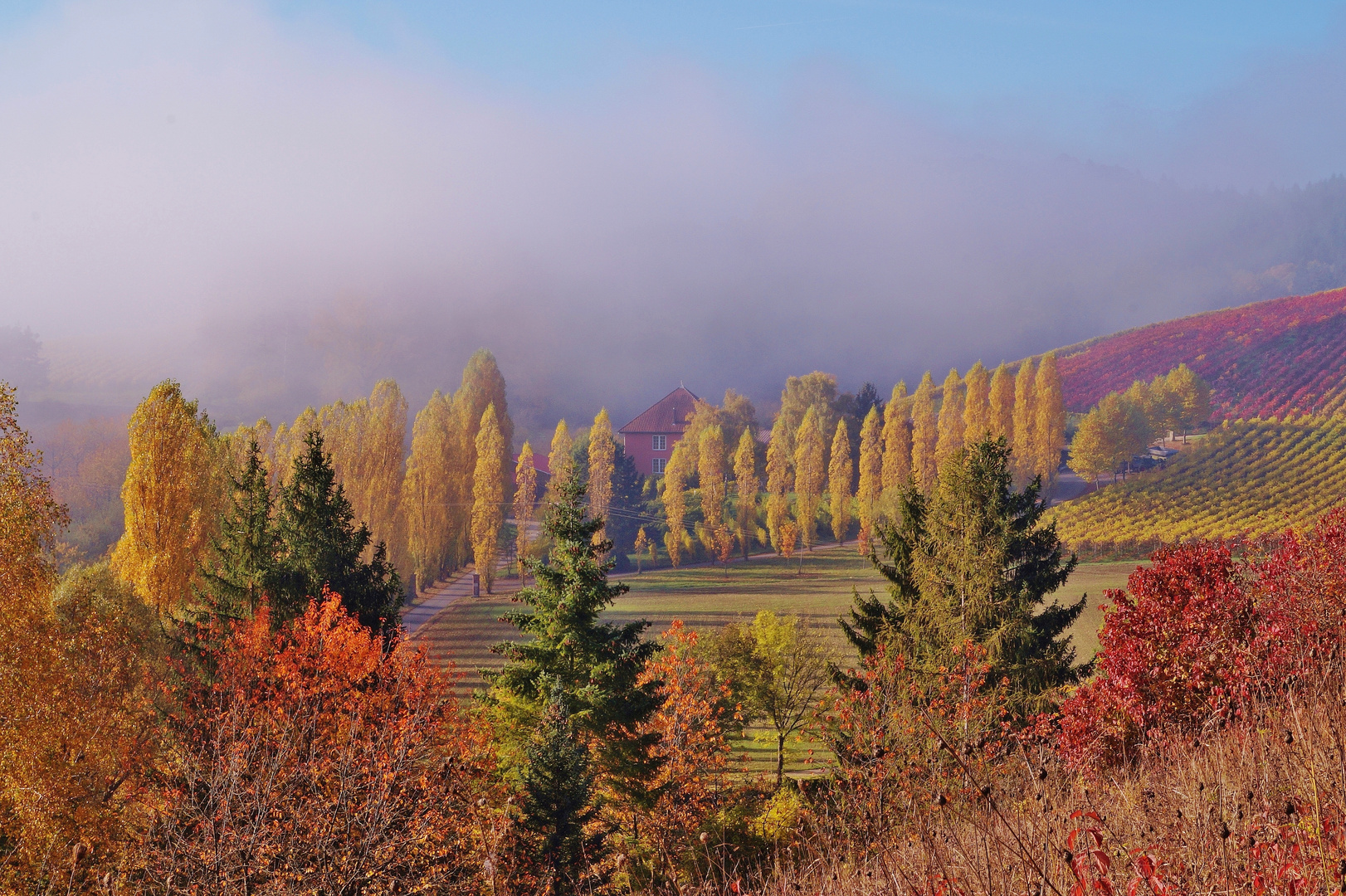 Frühnebel am Weingut im Herbst.