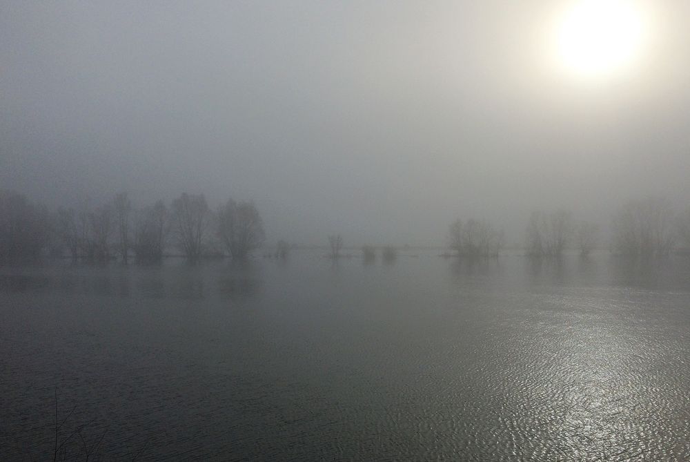 Frühnebel an der Oder