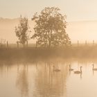 Frühnebel an der Ruhr