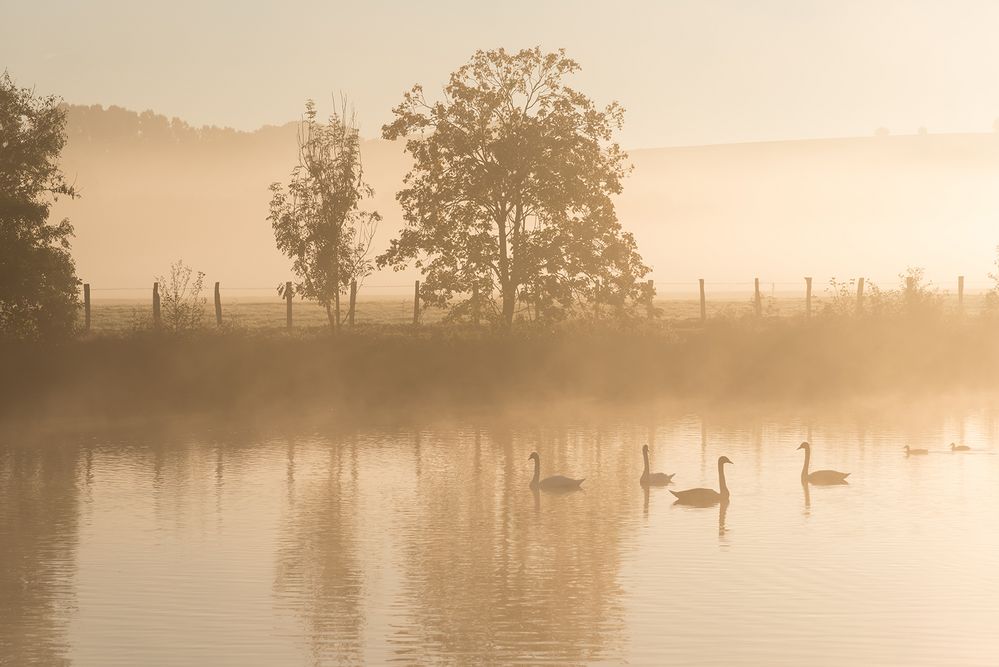 Frühnebel an der Ruhr