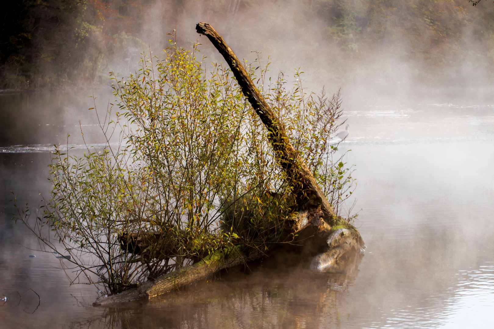 Frühnebel an der Ruhr