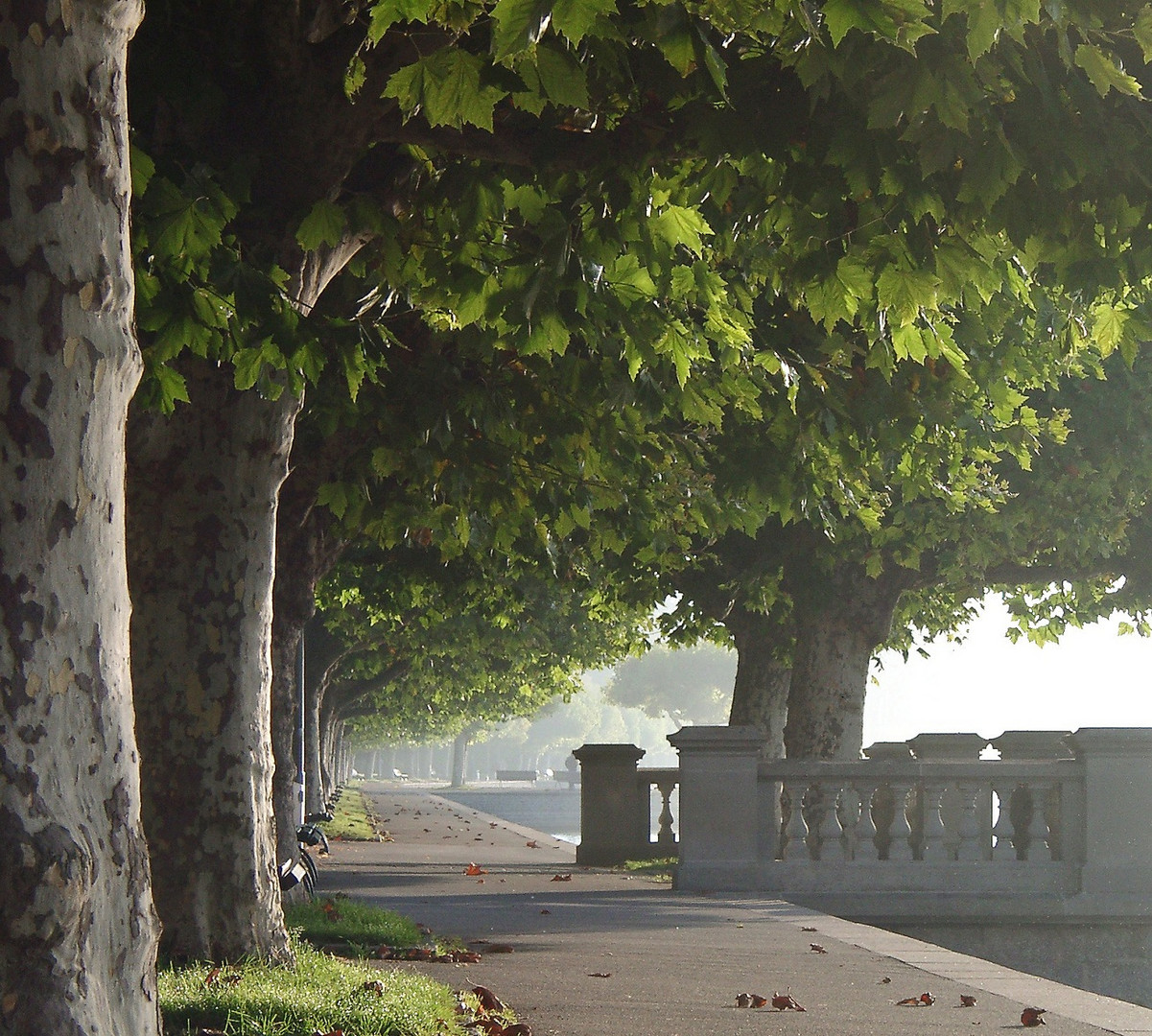 Frühnebel an der Seestraße