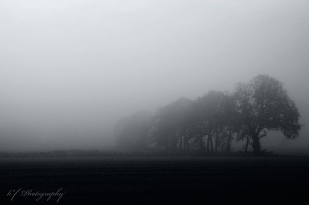 Frühnebel auf dem Land