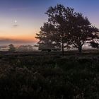 Frühnebel auf der Mehlinger Heide