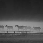 Frühnebel auf der weide