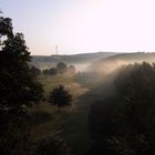 Frühnebel aus dem Wald