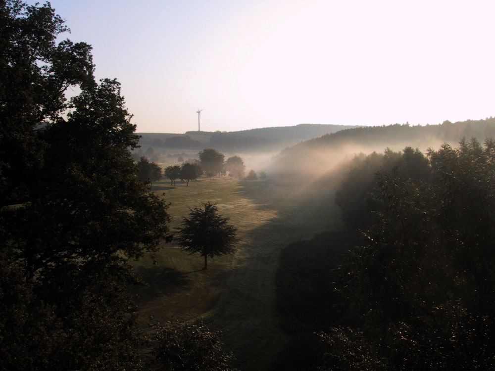 Frühnebel aus dem Wald