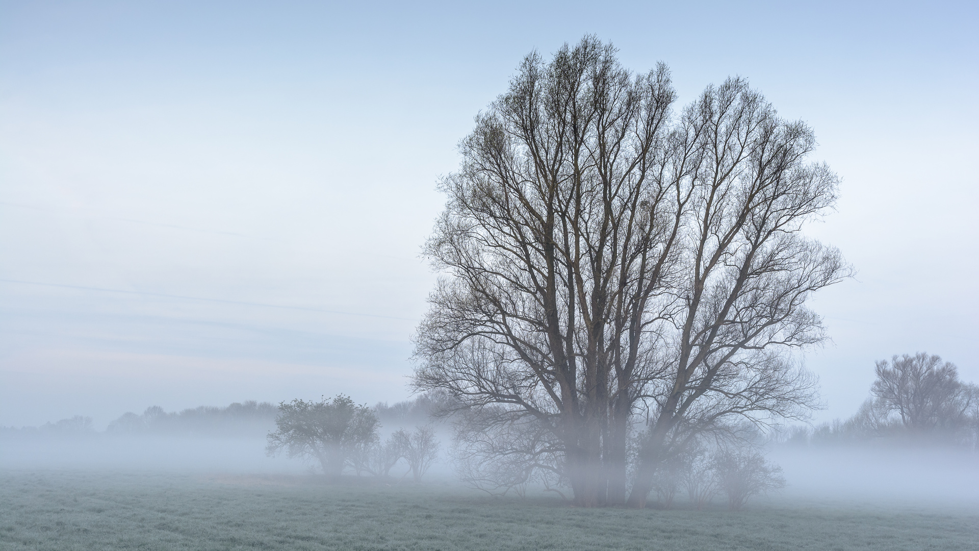 Frühnebel