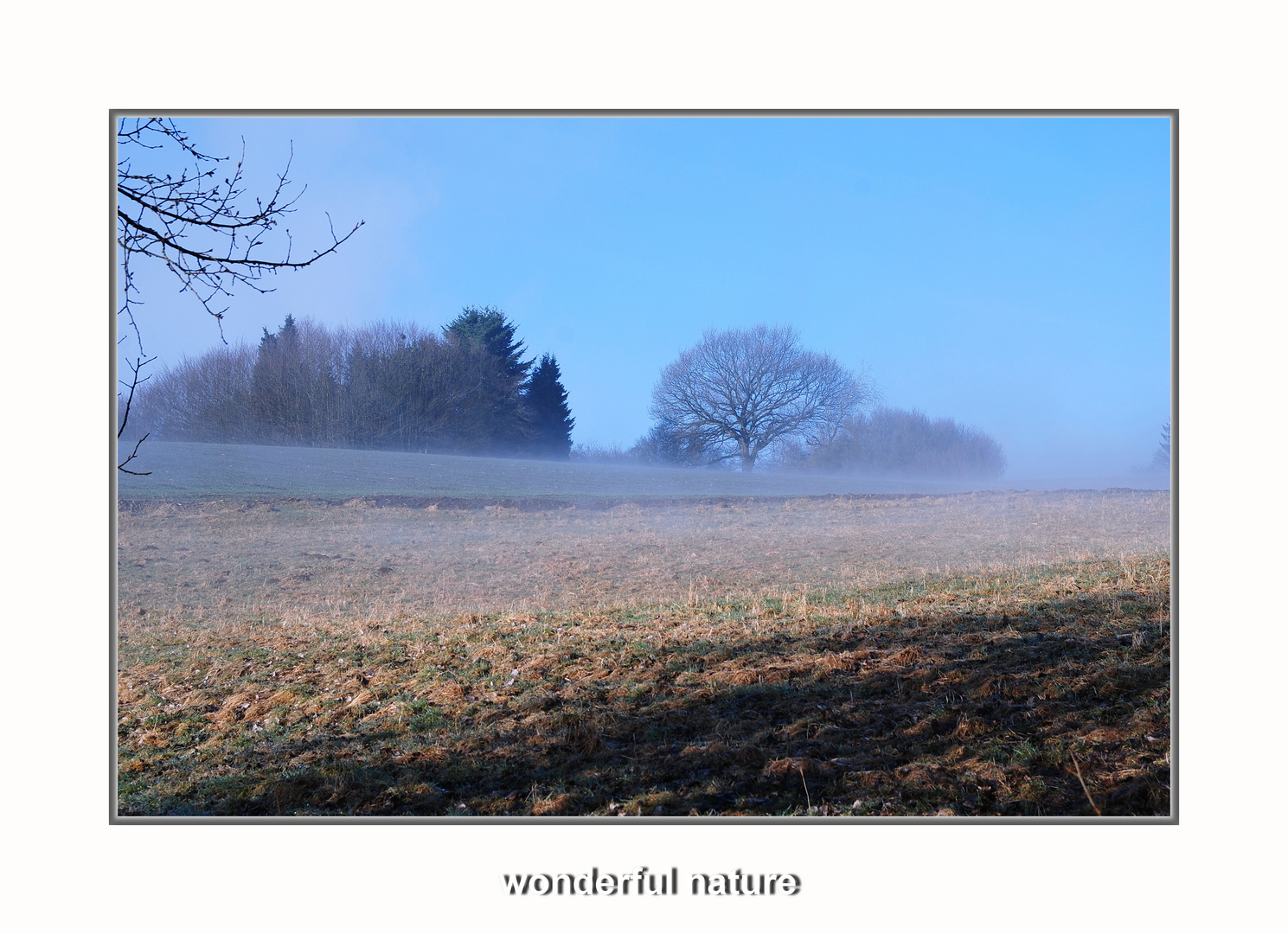 Frühnebel