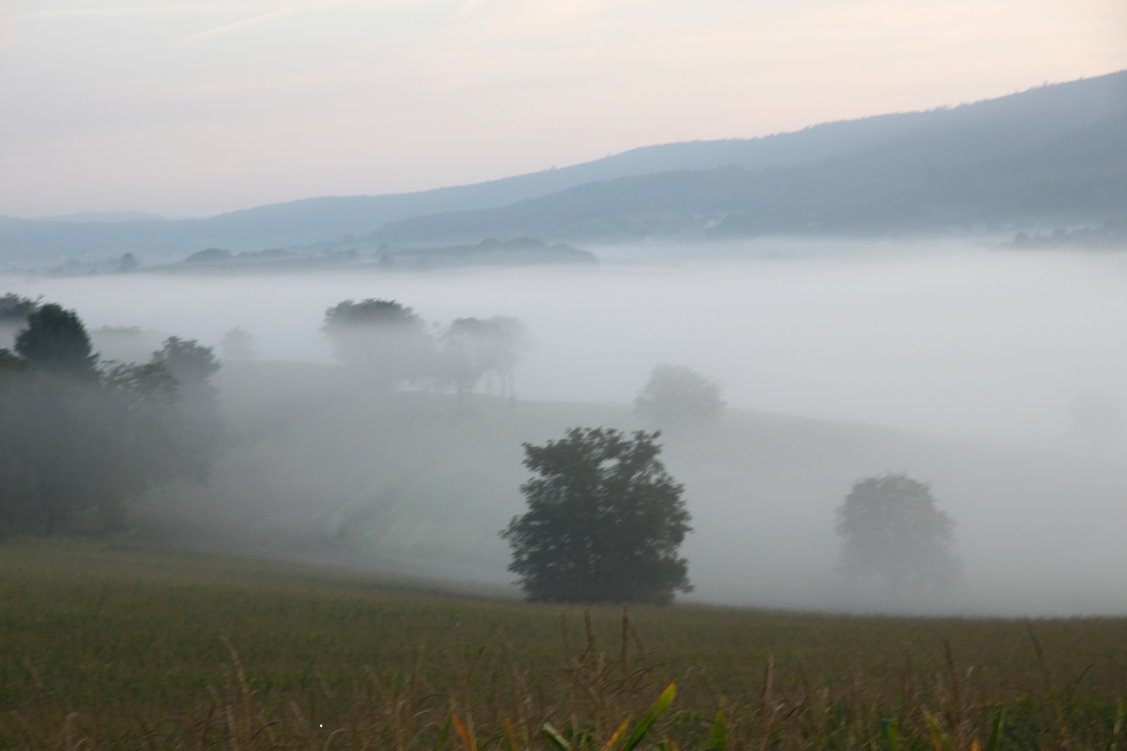 Frühnebel