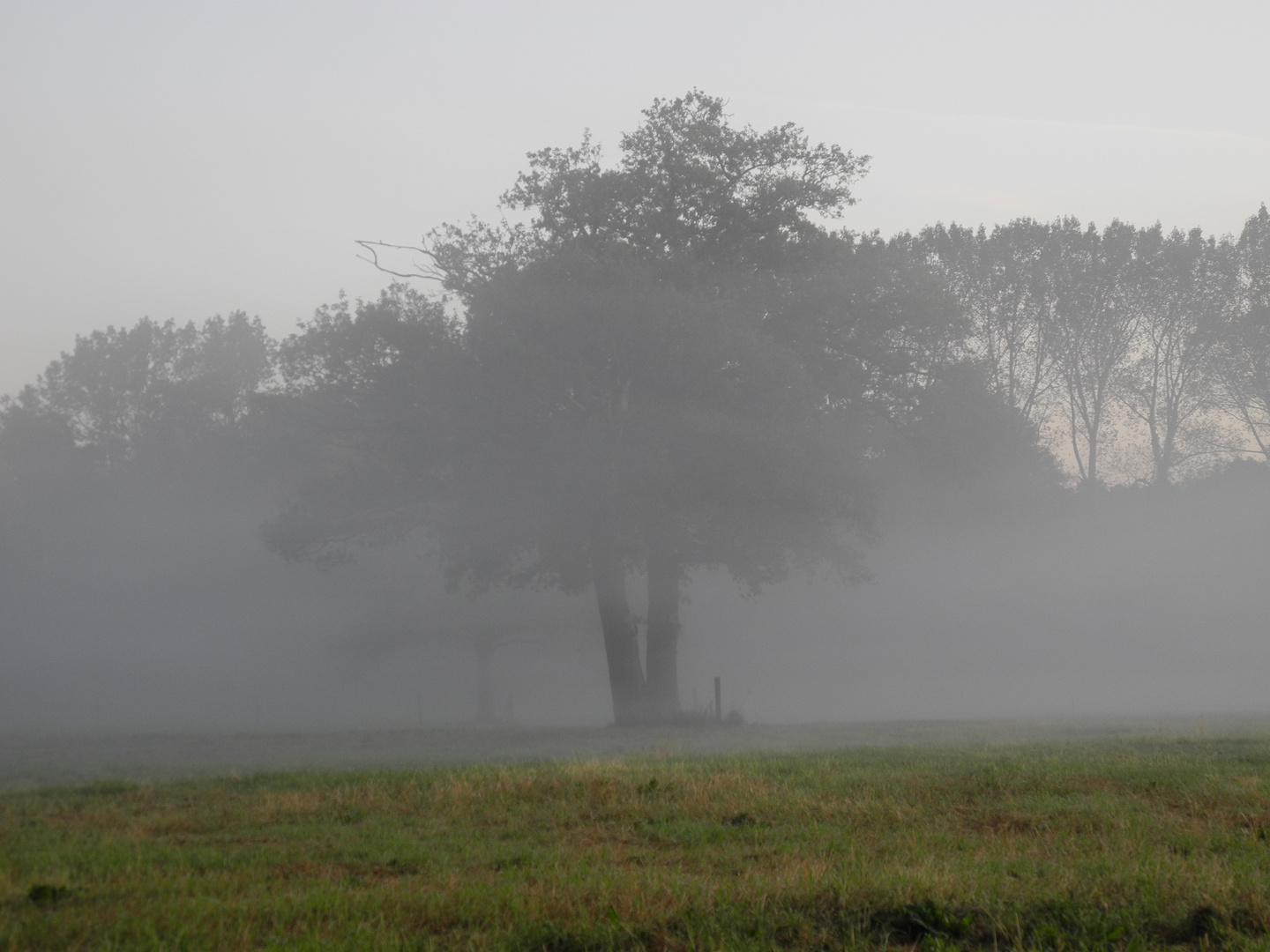 Frühnebel