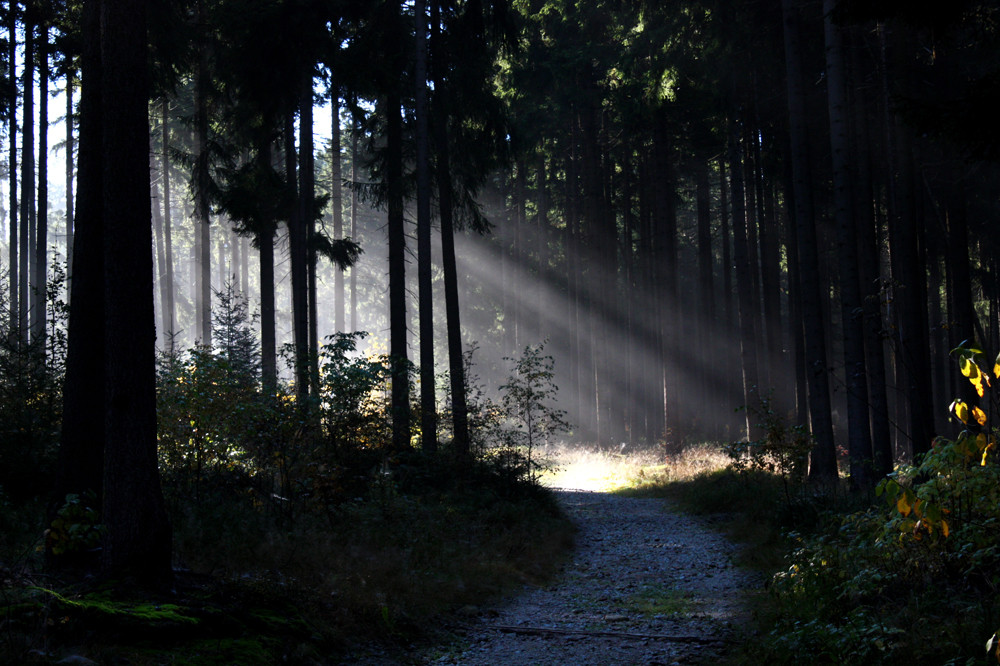 Frühnebel