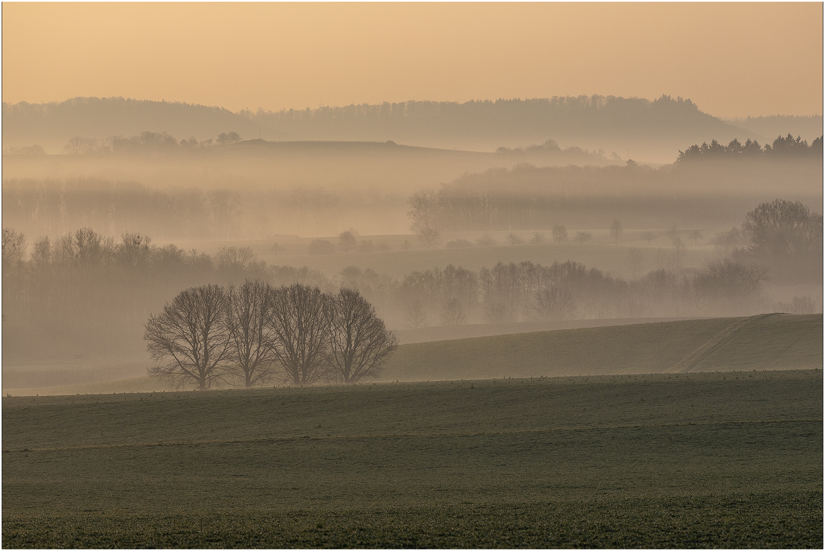 Frühnebel