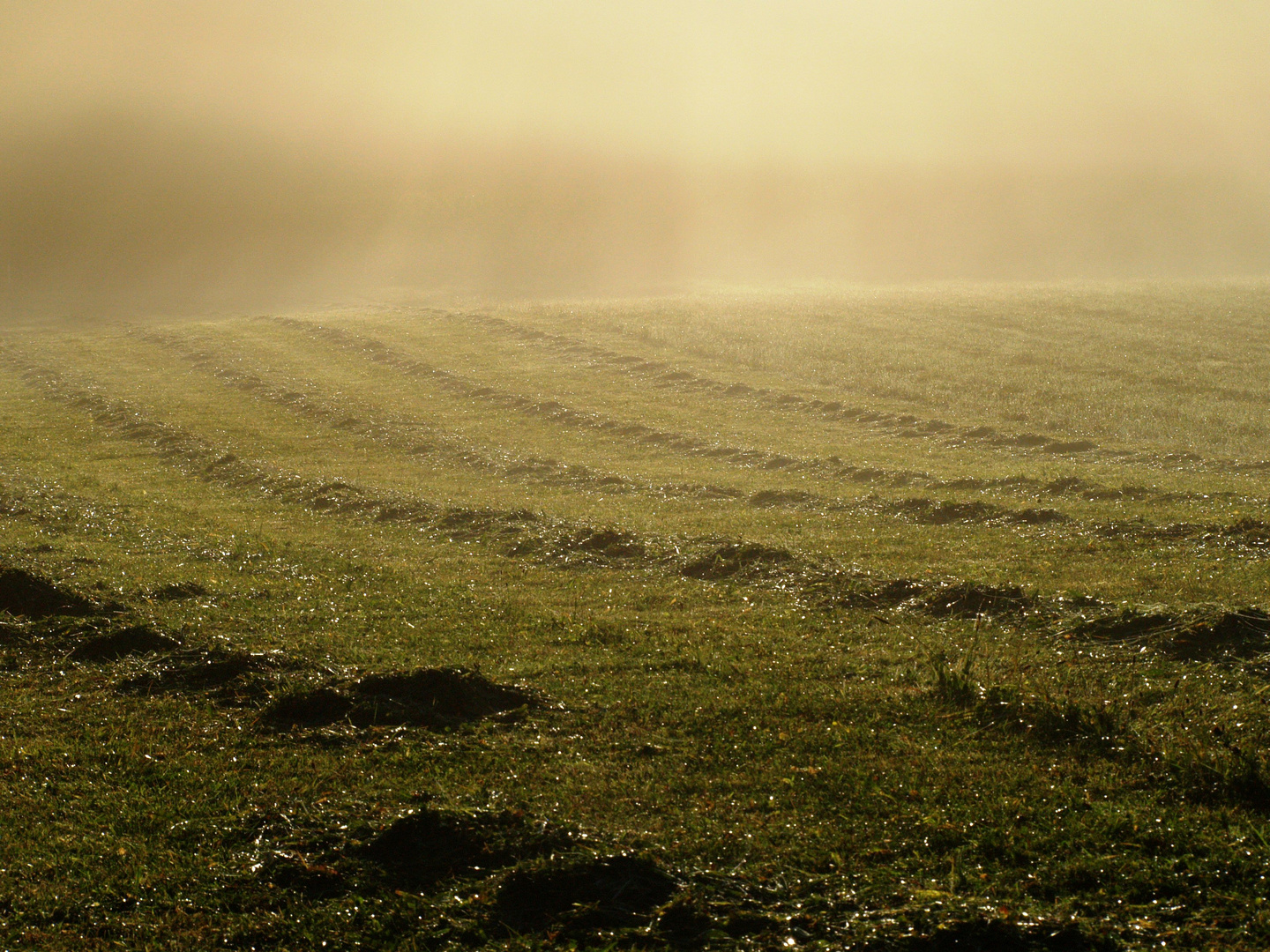 Frühnebel