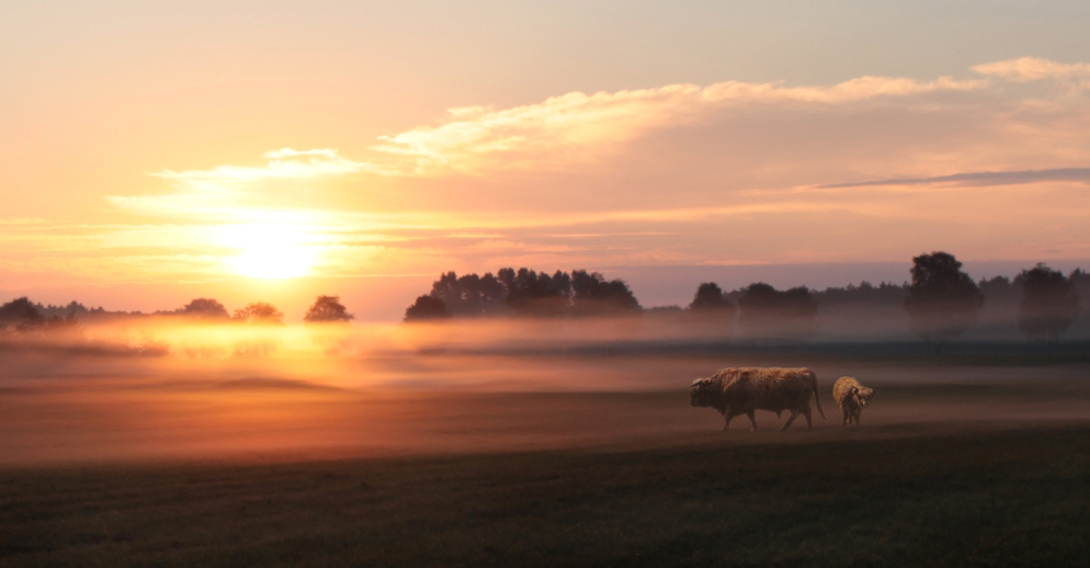 Frühnebel