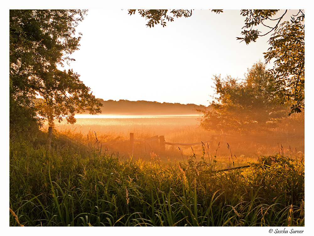 Frühnebel