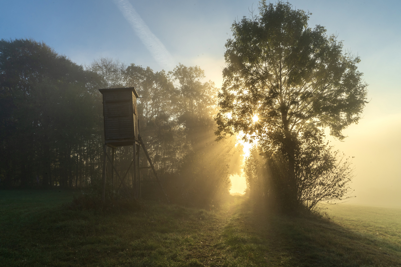 Frühnebel