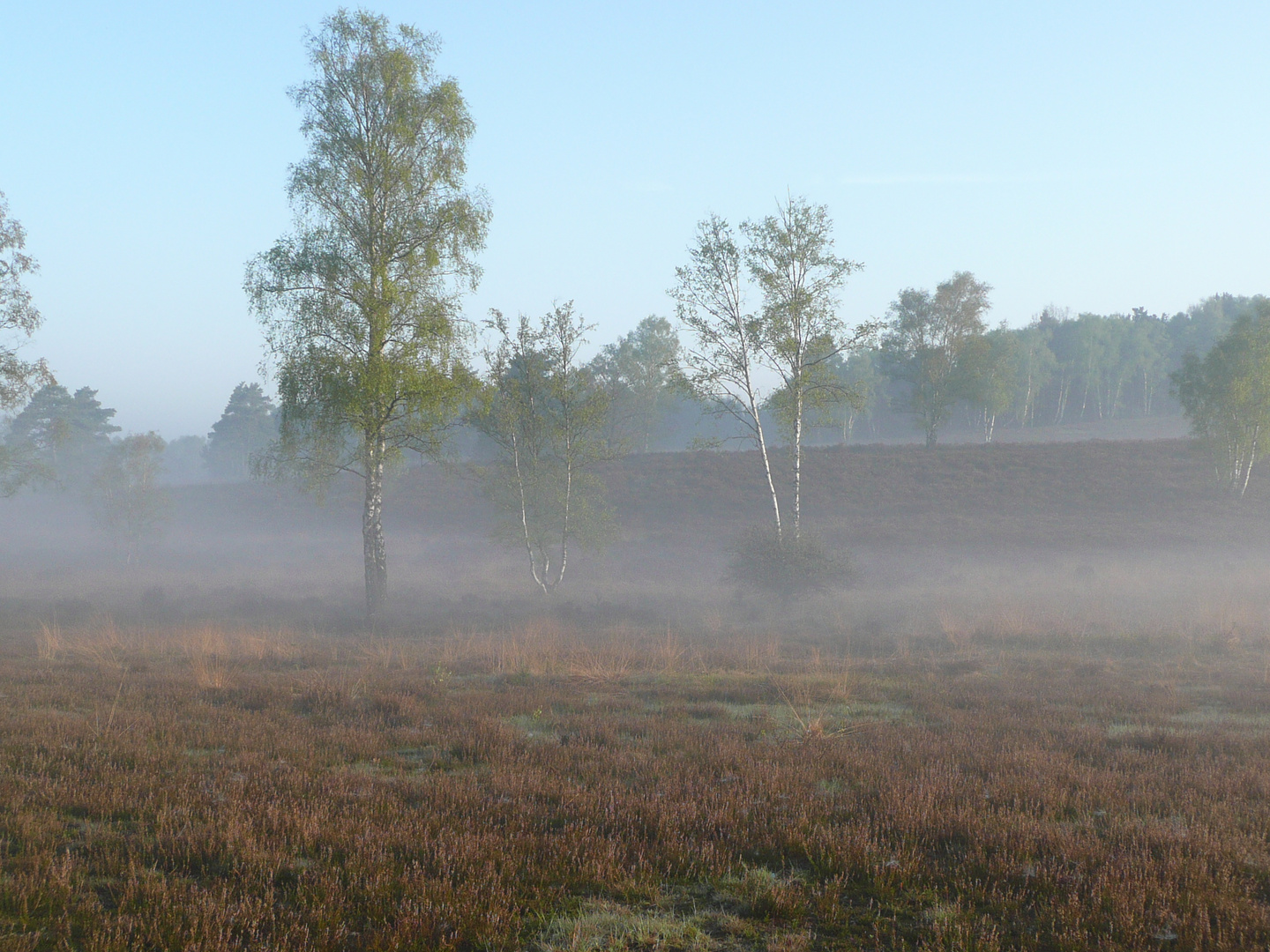 Frühnebel