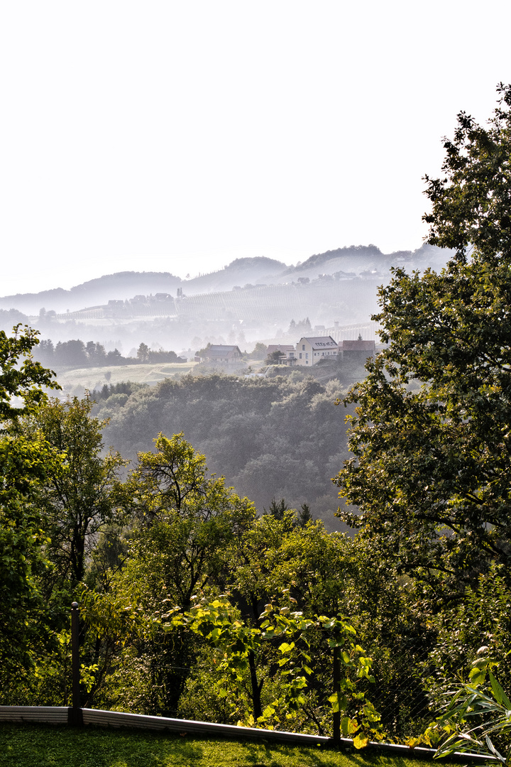 Frühnebel