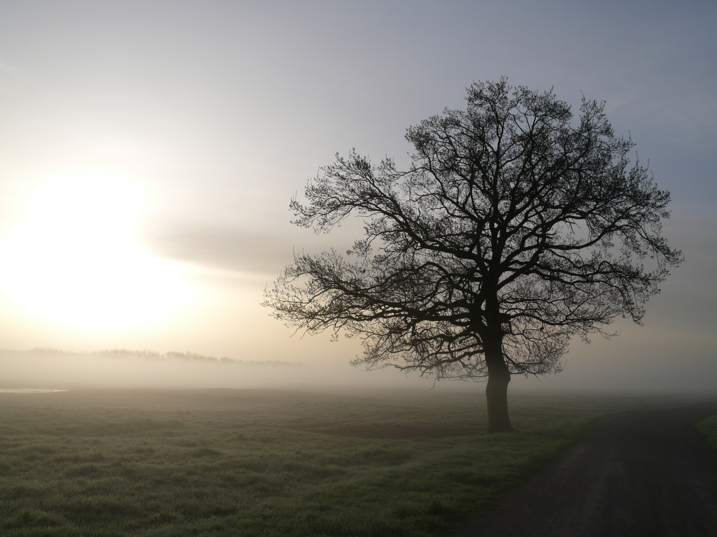 Frühnebel