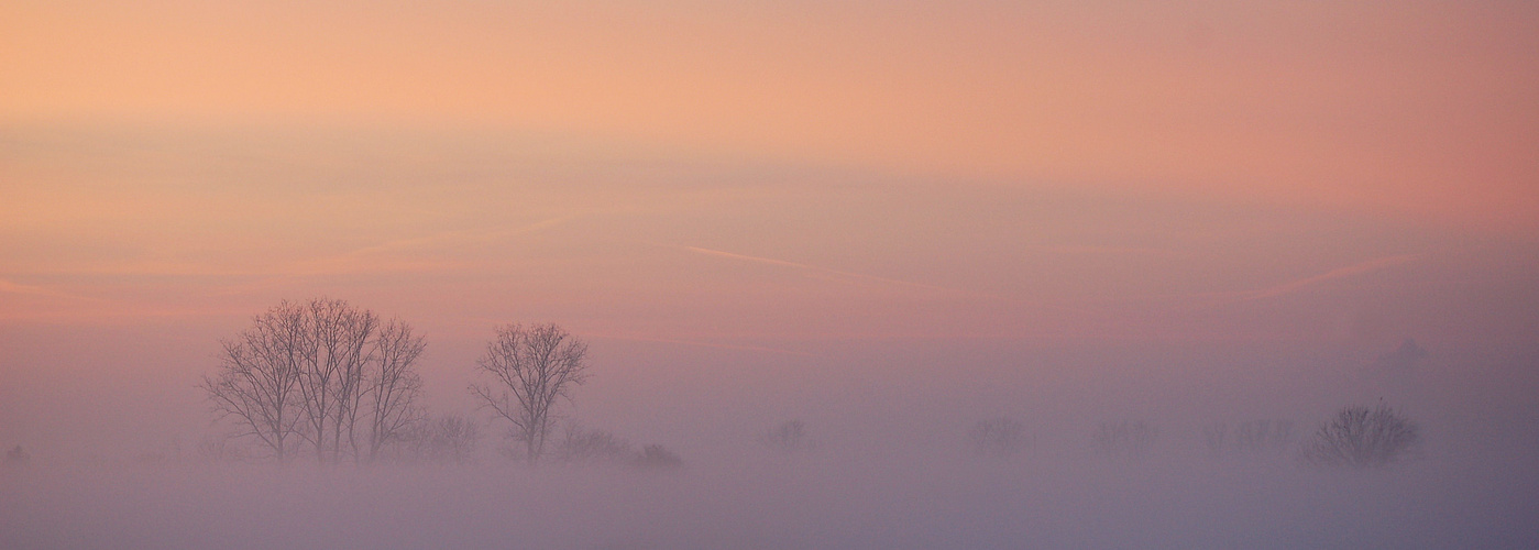 Frühnebel