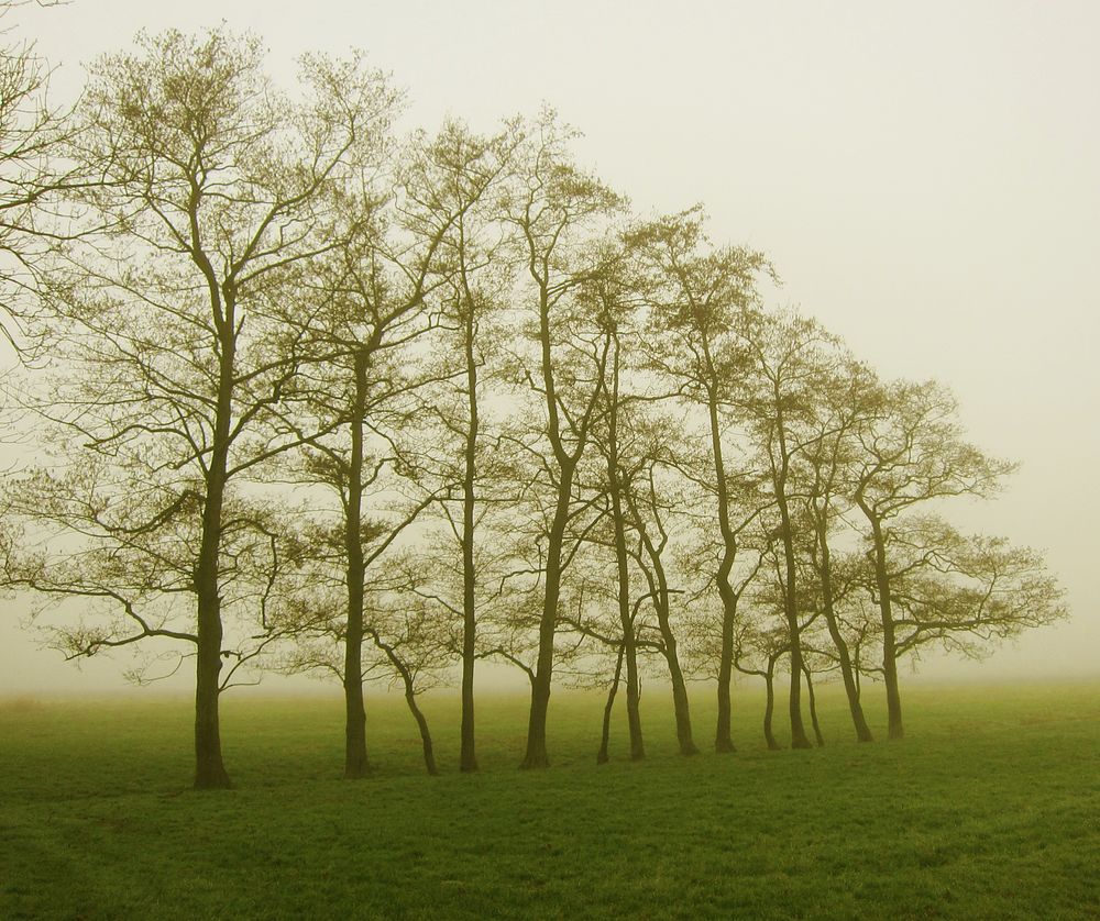 Frühnebel