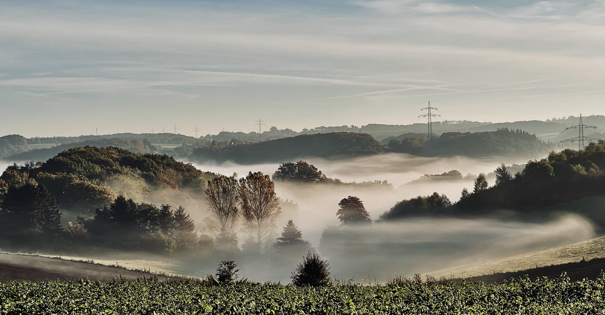 Frühnebel....