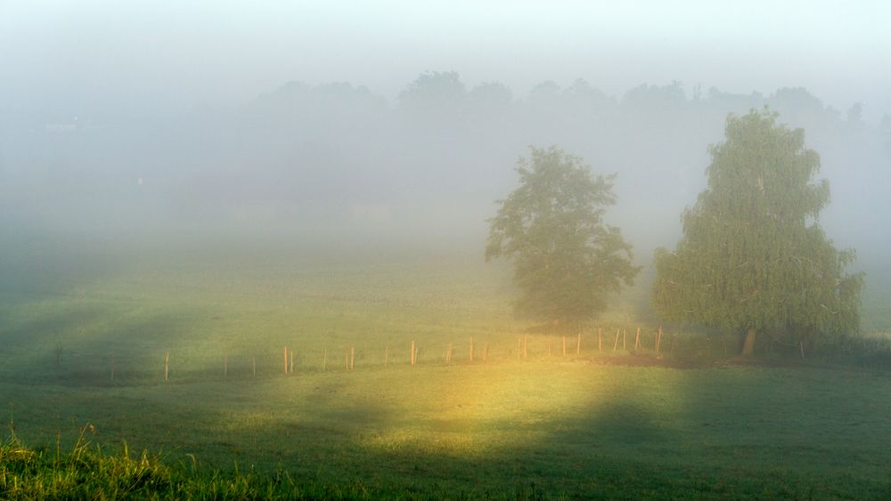 Frühnebel