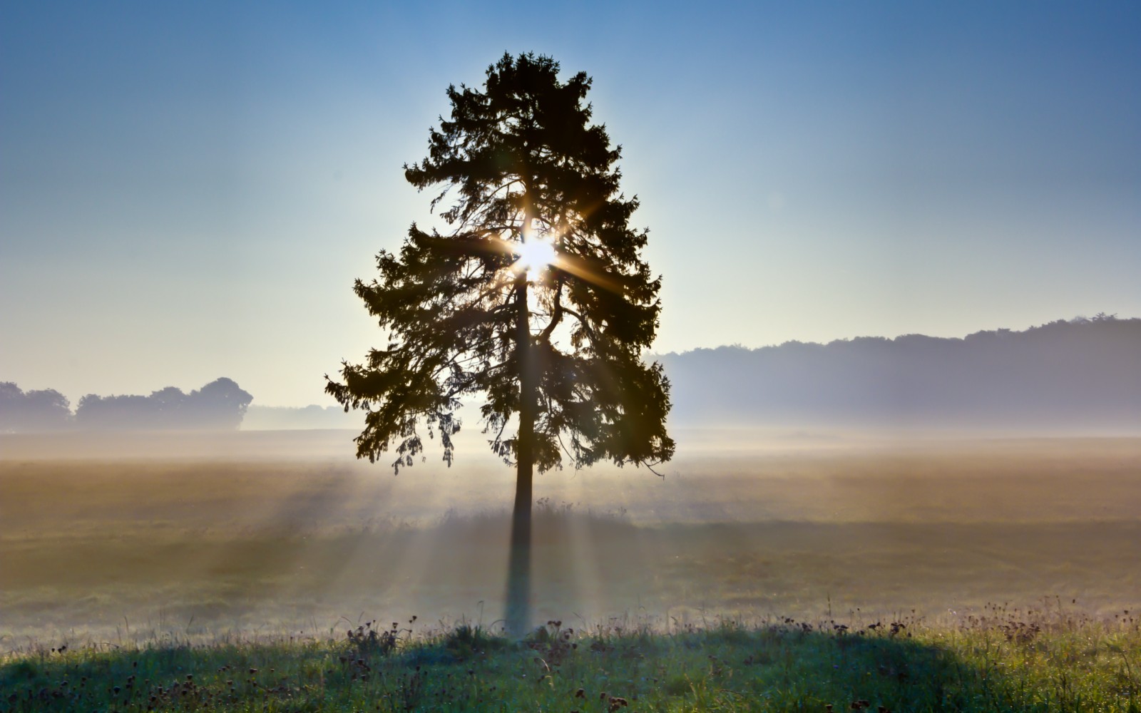 Frühnebel