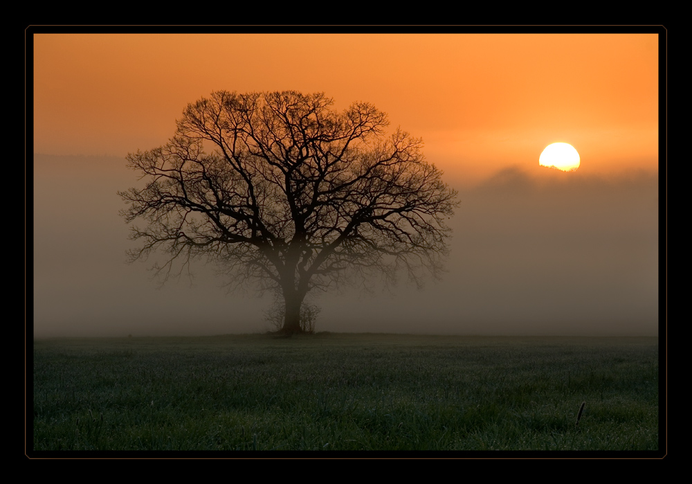 Frühnebel....