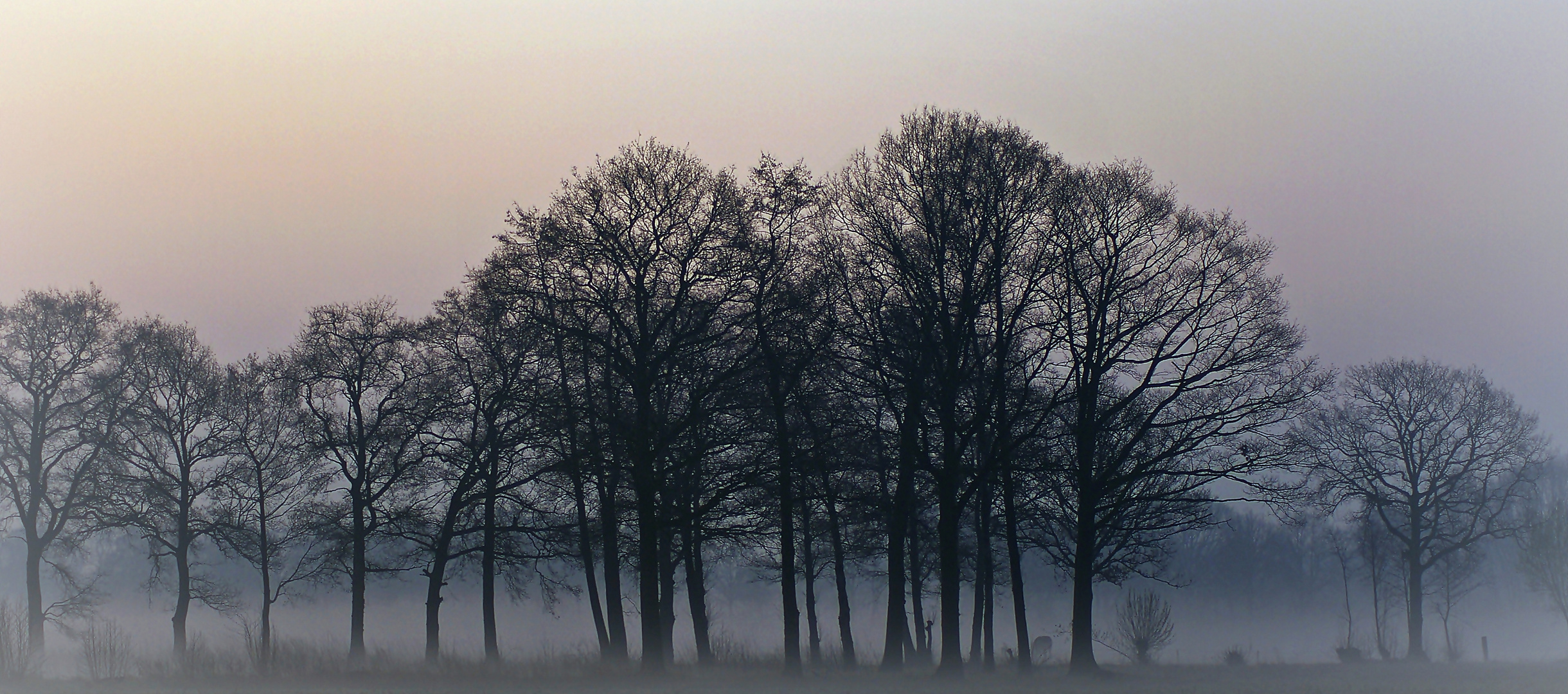 Frühnebel