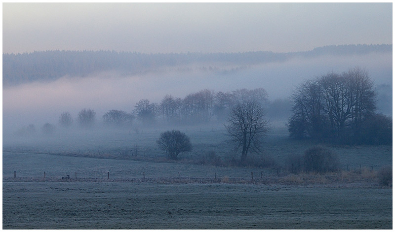 Frühnebel II