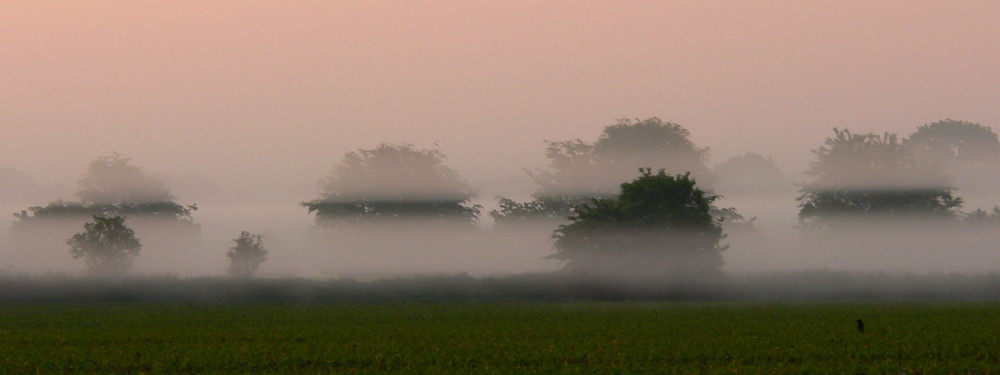 Frühnebel II