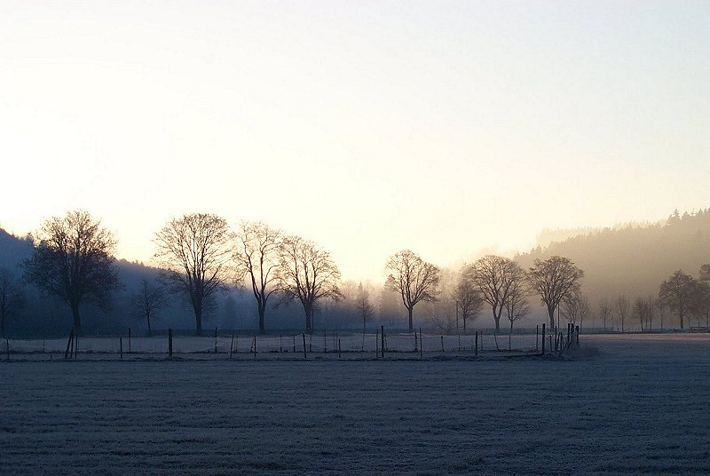 Frühnebel im Allgäu