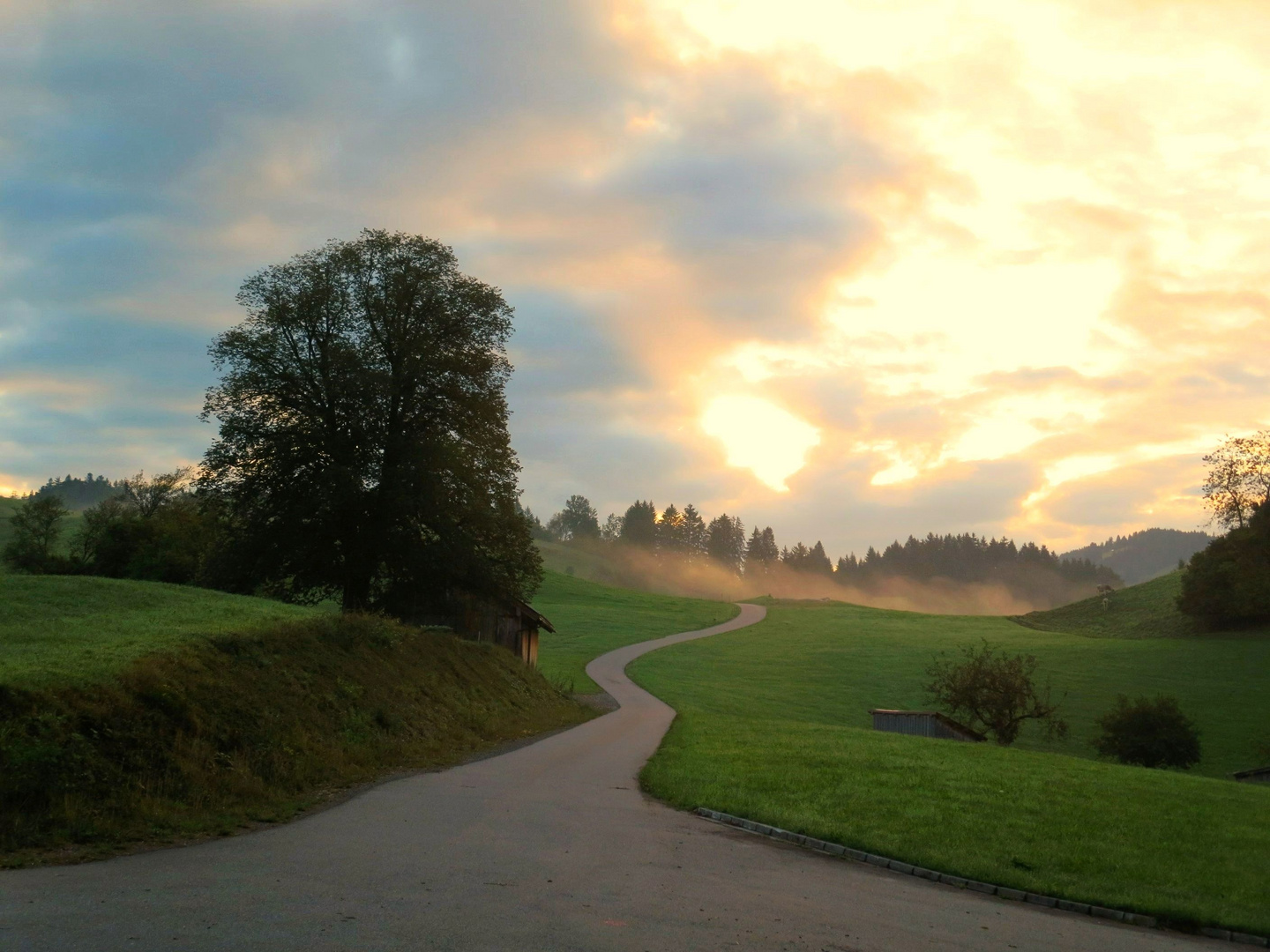 Frühnebel im Allgäu