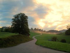 Frühnebel im Allgäu