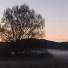 Frühnebel im Ampermoos