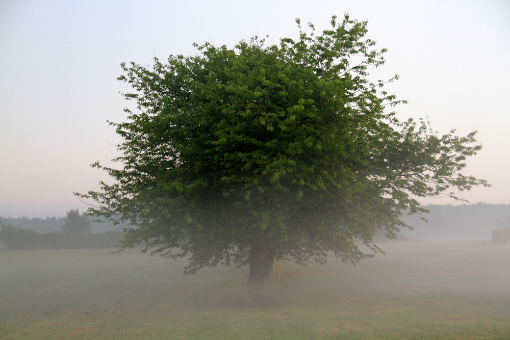 Frühnebel im Bauland